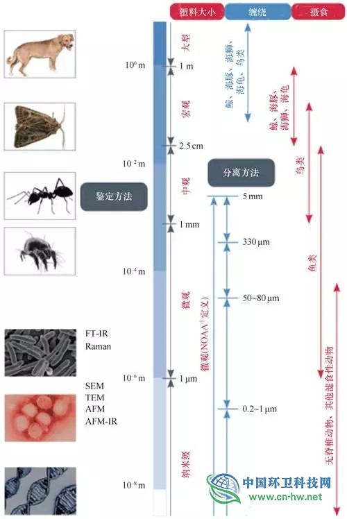 海洋环境中塑料尺寸范围及与生物大小的比较